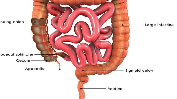 小兒腸套疊容易發生嗎怎麼治療